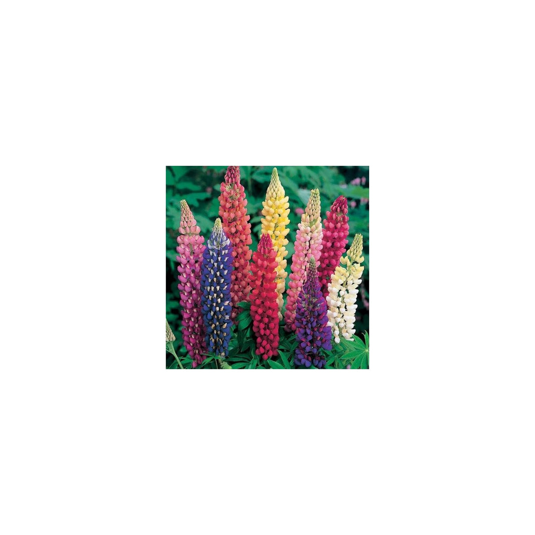 Lupine Colorful Rainbow Hardy Ornamental Flower Flower Seeds for Home Garden Planting, Landscape [neera-v5-9d4aa5e4aceb5d22b7b1]