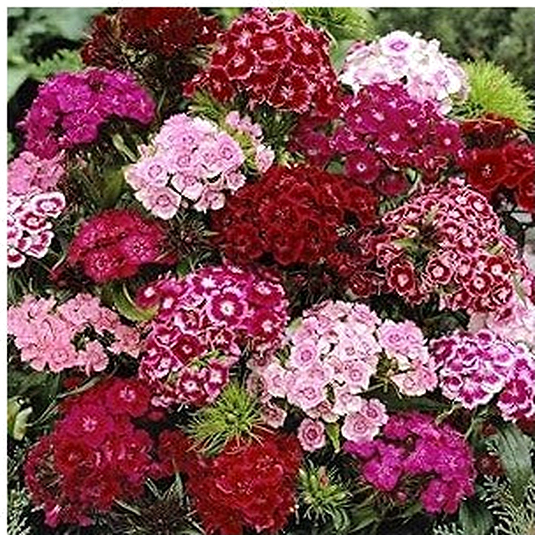 Dolce William Dianthus Barbatus Flower Seeds Home Garden Planting, Exotic Organic Blooming [neera-v5-9d4eb3c4249474d2b37a]