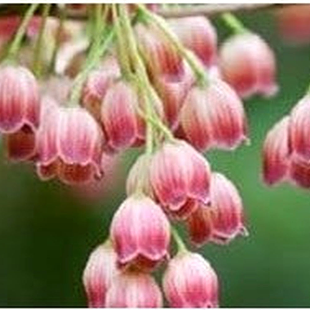 Heirloom Red Bell Orchid Flower Seeds for Planting [neera-v5-9d53f1acdddfc9fad37a]