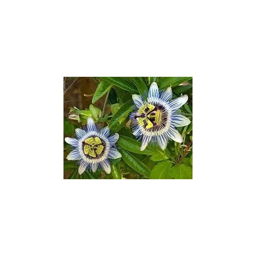 Blue Passion Flower Seeds for Planting [neera-v5-9d63cbbf42e73b96c9b1]