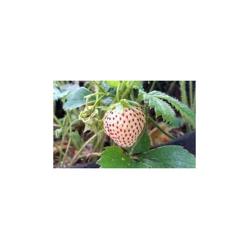White Alpine Strawberry Fruit Seeds for Planting [neera-v5-9d6c8df9ffdd869380b0]