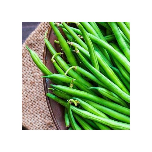 Bean Seeds for Gardening [neera-v5-9d701385890f28791532]