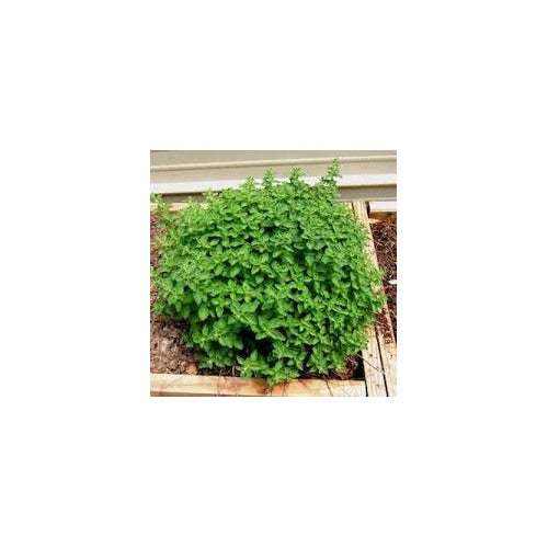 Greek Oregano Seeds for Planting [neera-v5-9d7da1ad87a2c16164ae]