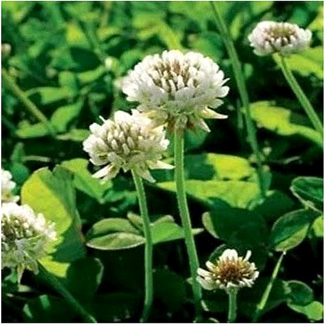White Perennial Dutch Clover Lbs Lawn Erosion Food Plots Ground Heirloom Non Gmo Flower Seeds [neera-v5-9d97d48dd40ca0f5bae0]