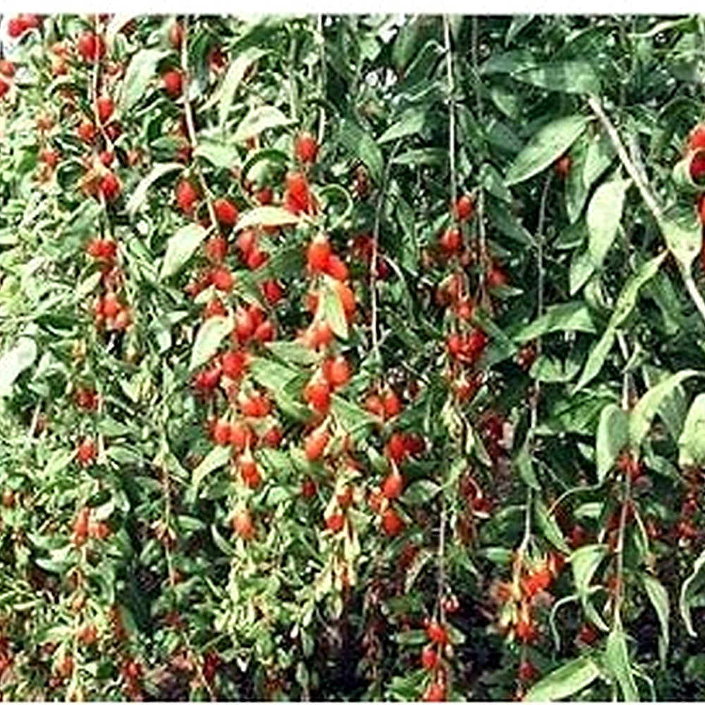 Goji Wolfberry Fruit Seeds for Planting | Heirloom Non-GMO Organic Seeds for Nutritious Superfood Garden Fruits [neera-v5-9d99ccf54d6d71d18923]