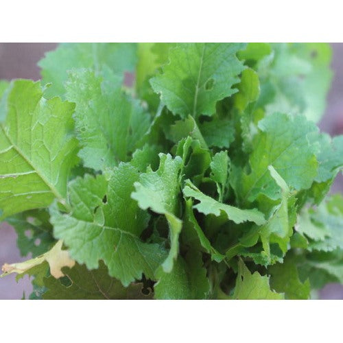 Seventop Turnip Vegetable Seeds for Planting [neera-v5-9d9bf8b47941daf67de6]