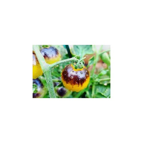 Yellow and Black Tomato Seeds for Planting [neera-v5-9dd0678a8ee5f40bb2dd]