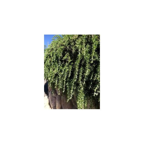 Trailing Irene Rosemary Herb Plant Seeds for Planting [neera-v5-9dd50b3c63638878607f]