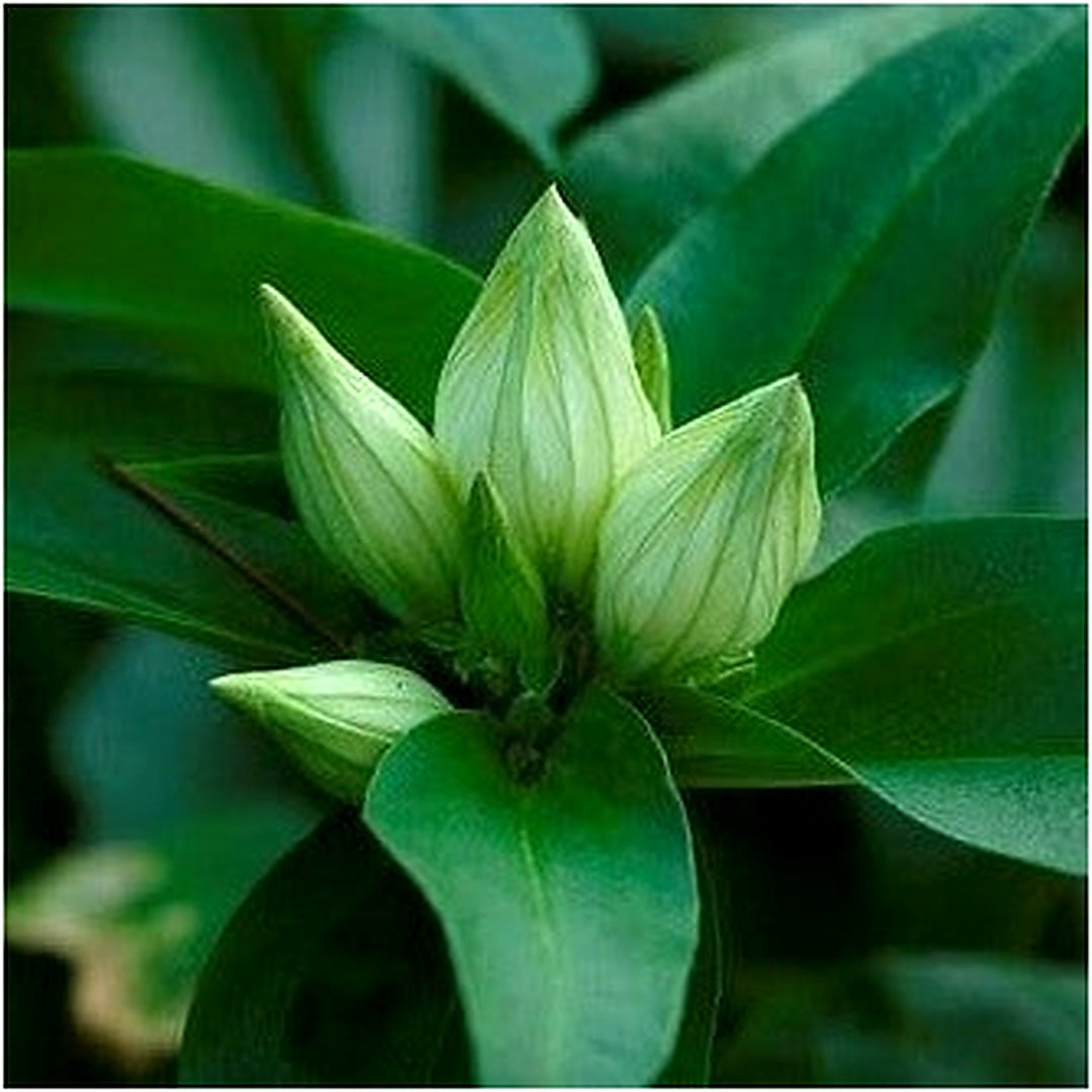 Green Gentian Flower Seeds [neera-v5-9dd9fd4145ebd81716ff]