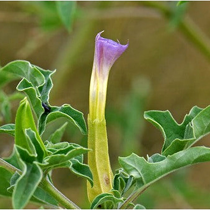 Mix Quercifolia Flower Seeds for Planting [neera-v5-9dedf035ee23109834eb]