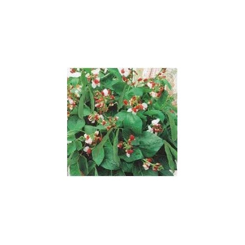 Bean Seeds for Planting | Heirloom, Non-GMO, High Germination Organic Garden Seeds [neera-v5-9df93ba760adff496172]