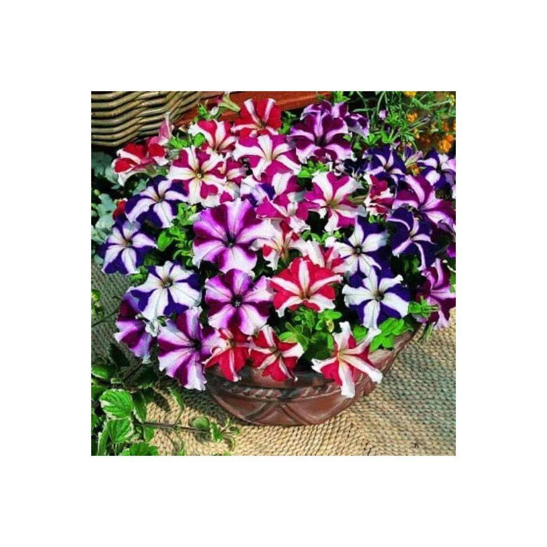 Rare Organic Petunia Various Colors Flower Seeds for Home Garden Planting, Landscape Organic [neera-v5-9e03086627b3163892cd]