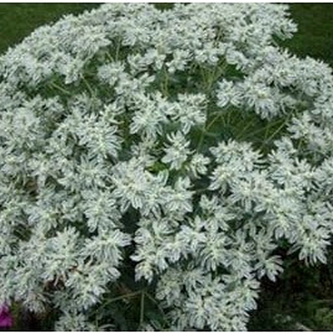Green Snow on the Mountain Flower Seeds for Planting [neera-v5-9e0b451cac8f56cd9f2e]