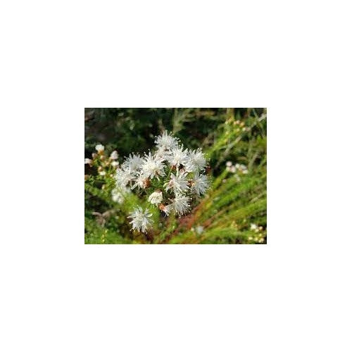 Summer Farewell Flower Seeds [neera-v5-9e0b9e4a88caf66659d3]