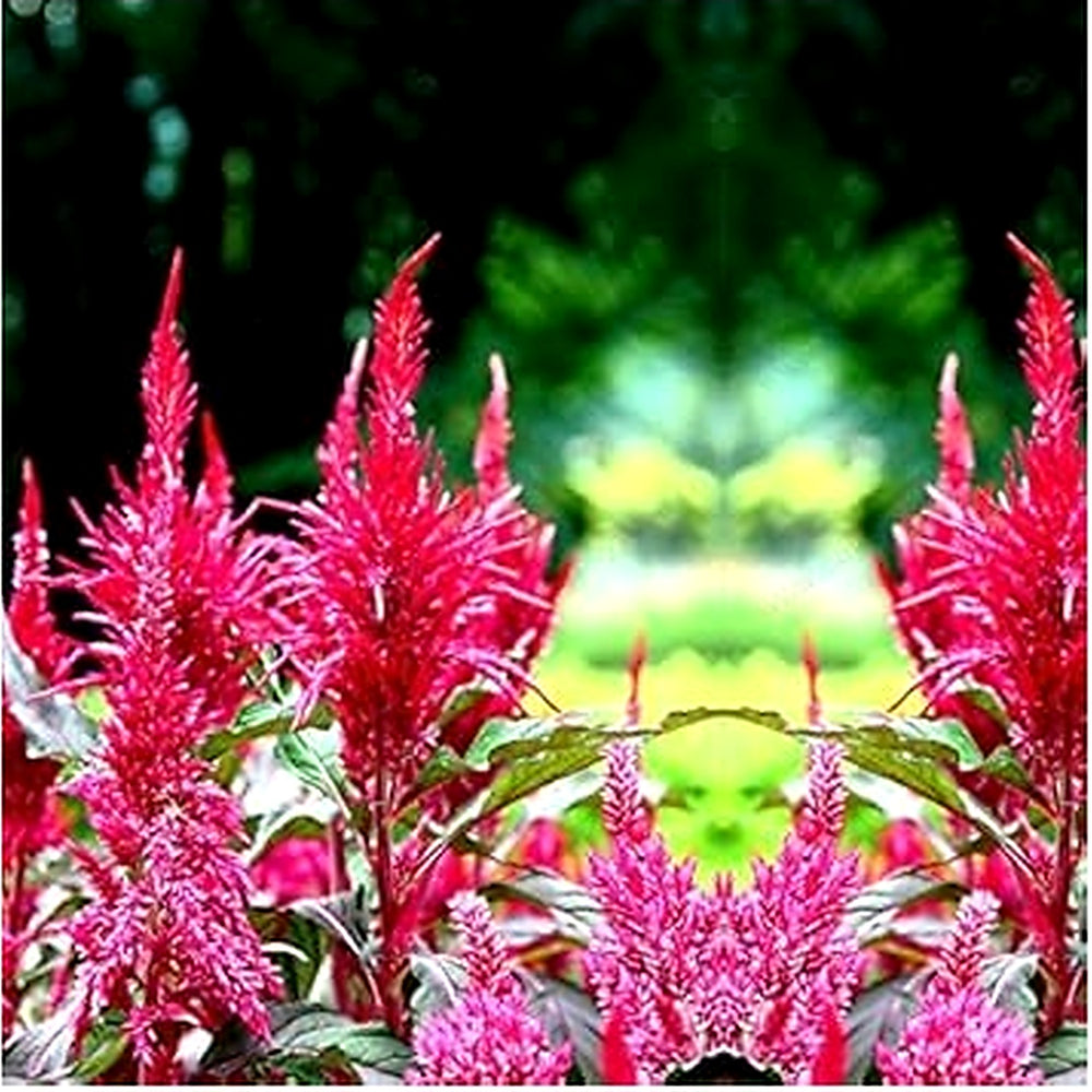 Red Purple Pteris Fern Seeds [neera-v5-9e17cd9b212863d6cac8]
