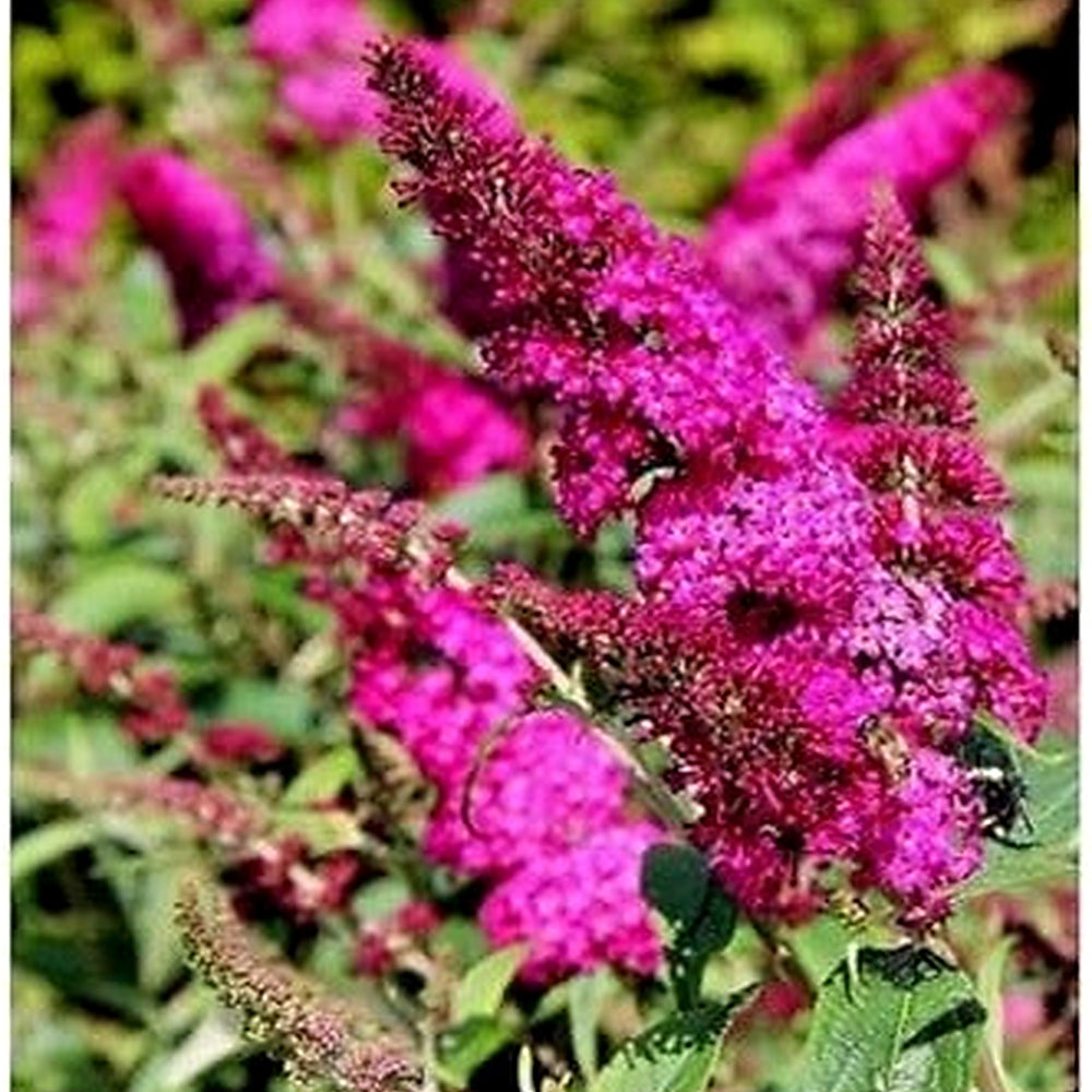 Organic Pink Butterfly Bush Flower Seeds for Planting [neera-v5-9e3032f2859443bae25e]