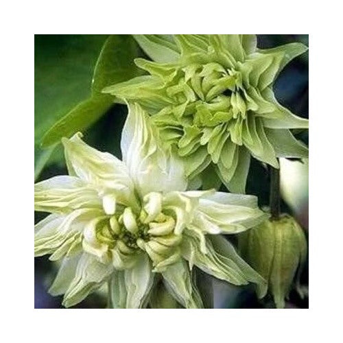 Green Aquilegia Flowered Columbine Frost Lime Perennial Clematis Flower Heirloom Non Gmo Perennial [neera-v5-9e38f7d3398d011e2034]