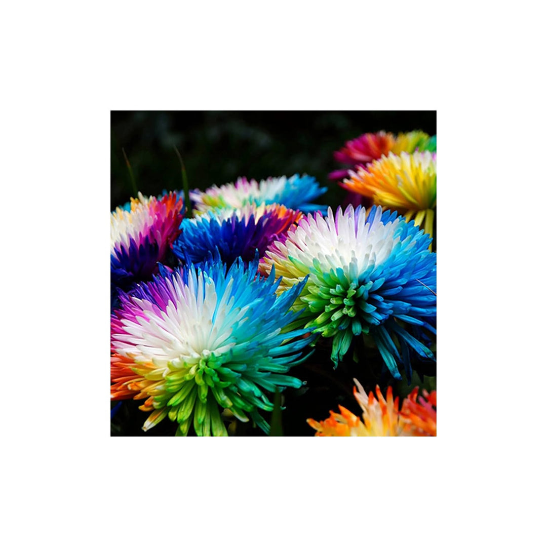 Aster Multicolored Rainbow Chrysanthemum Perennial Flower Flower Seeds for Home Garden Planting, [neera-v5-9e3b9d3b5878d471cf8a]