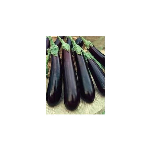 Orient Eggplant Seeds for Planting | Heirloom, Non-GMO, High Germination Organic Garden Seeds [neera-v5-9e62569f160a852062ed]