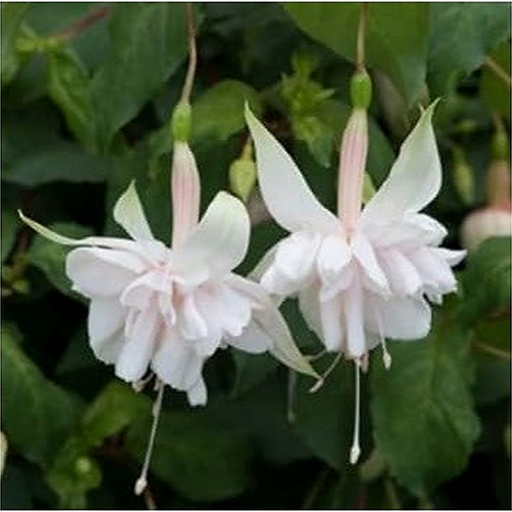 White Fuchsia Hybrida Flower Seeds [neera-v5-9e6d8639c9fd86d8858e]