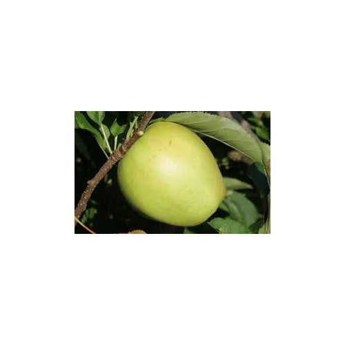Crispin (Mutsu) Green Apple Fruit Seeds for Planting [neera-v5-9e73e0c9e1207130acba]