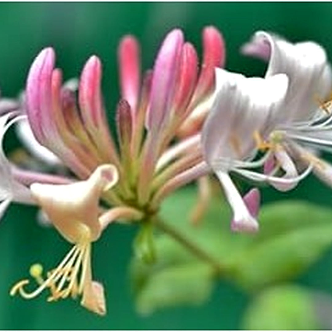Heirloom Pink White Cape Honeysuckle Flower Seeds [neera-v5-9e8f926255a7068d72af]