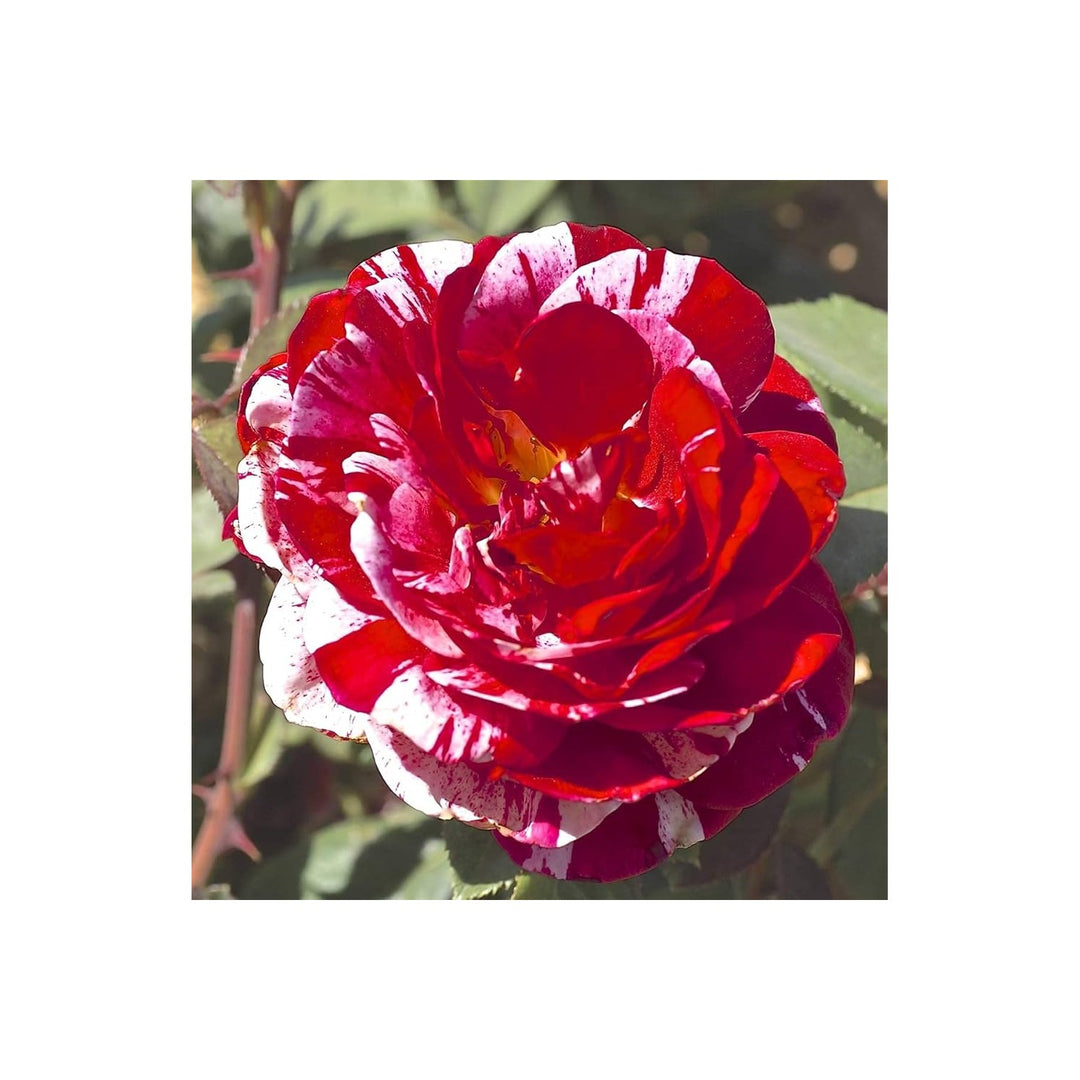 Rose Rosa Hybrida Flower For Vertical Or Backyard Gardens Flower Seeds for Home Garden Planting, [neera-v5-9e9386bbe47272c0aab2]