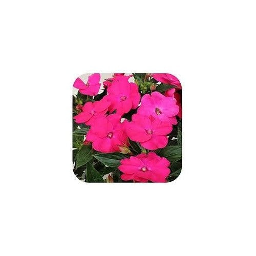 Pink Lizzie Flower Seeds for Planting [neera-v5-9e98a3781778a266c0d6]