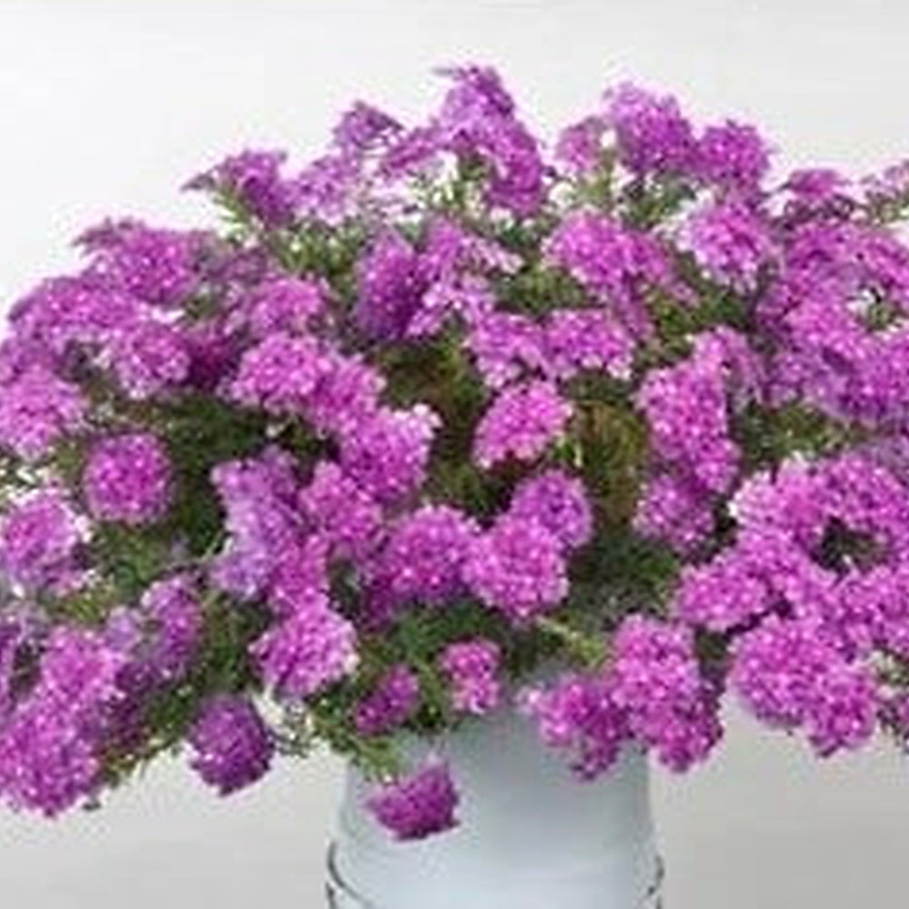 Organic Heirloom Pink Verbena Flower Seeds for Planting | Non-GMO Organic Garden Seeds with High Germination [neera-v5-9e9ce4c724f3964eb8dd]