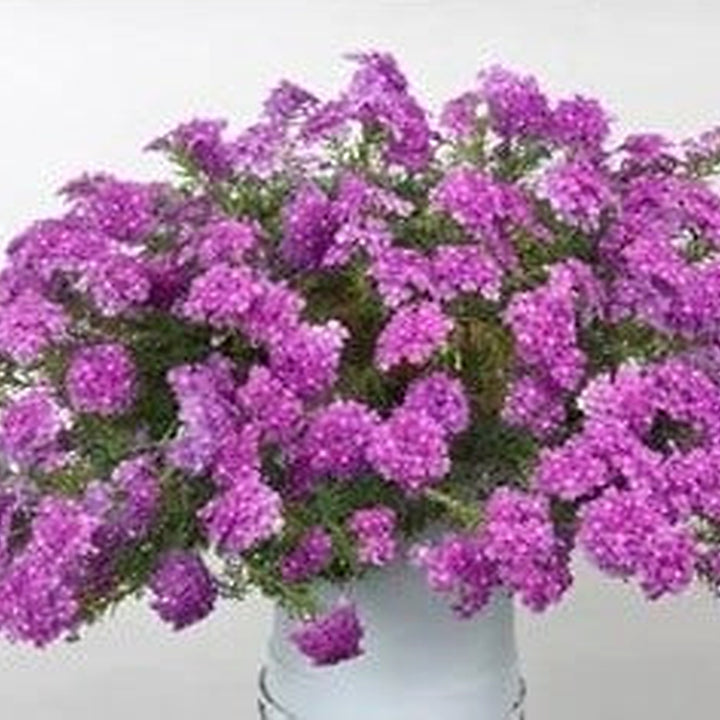 Organic Heirloom Pink Verbena Flower Seeds for Planting | Non-GMO Organic Garden Seeds with High Germination [neera-v5-9e9ce4c724f3964eb8dd]
