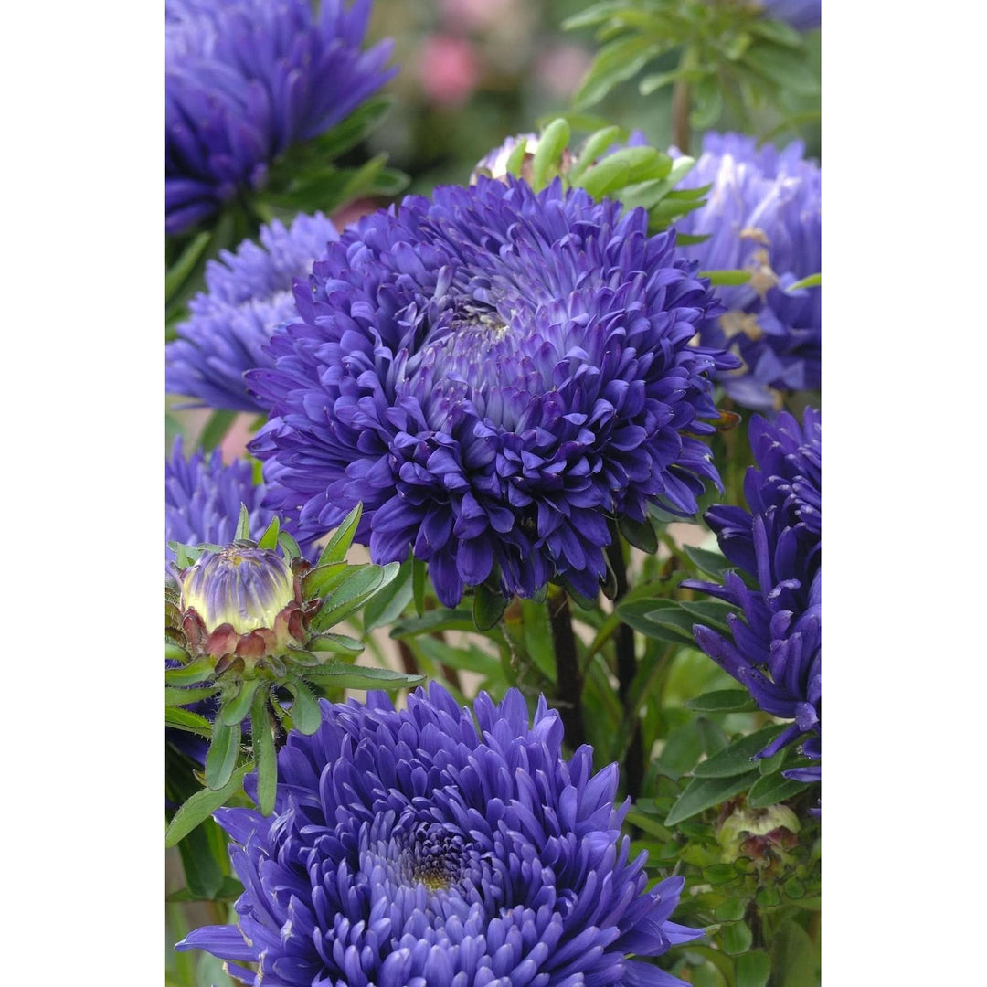 Heirloom Aster Non Gmo Flower For Planting Flower Seeds for Home Garden Planting, Exotic Organic [neera-v5-9eb9bbd7785ccb131bff]