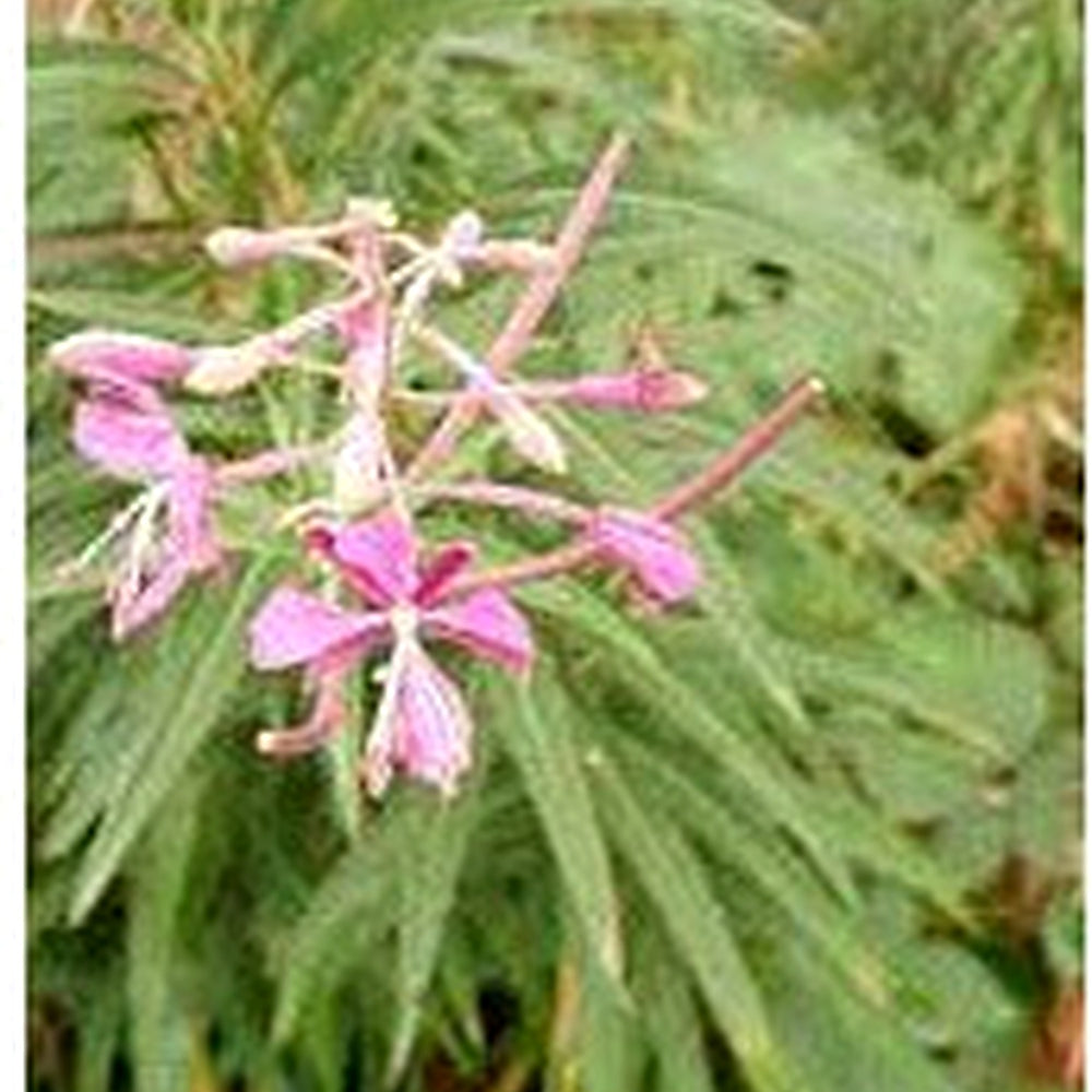 Willowherb Flower Seeds for Planting [neera-v5-9ec7ff82467acfffe17d]