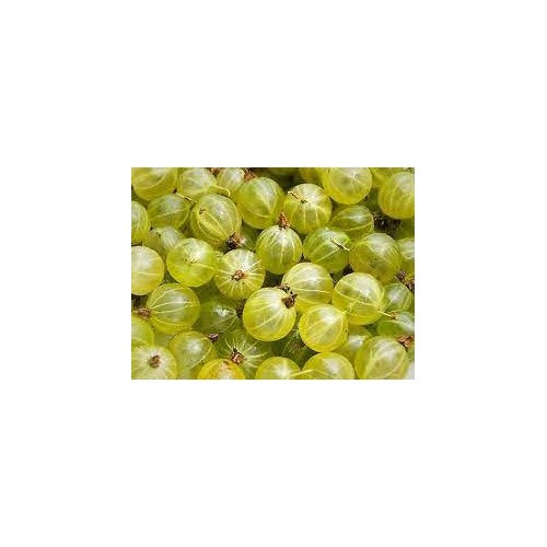 European Gooseberry Seeds (Ribes uva-crispa) for Planting [neera-v5-9ec81168b5224efcb2fb]