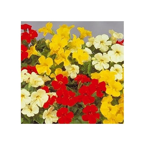 Mimulus Luteus Flower Seeds for Planting [neera-v5-9ece303165269d4f7b2c]