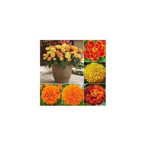 Marigold Flower Seeds for Garden Planting [neera-v5-9ed08ee175fa307f54a3]