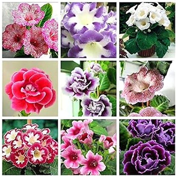 Mixed Colour Brazilian Gloxinia Flower Seeds for Planting [neera-v5-9ed4898a51e26605e041]