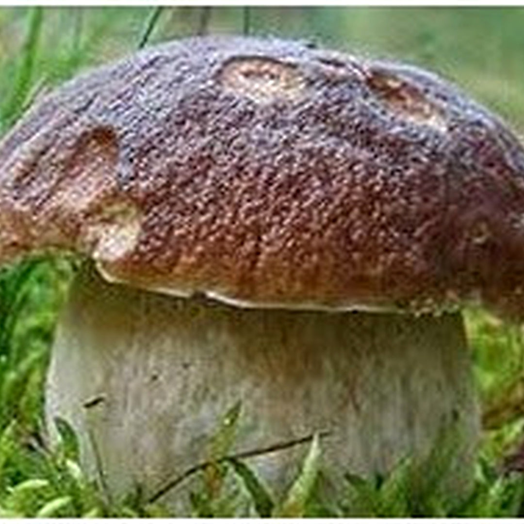 Brown Mushroom Vegetable Seeds for Planting [neera-v5-9edc6b253b00c4a1097c]