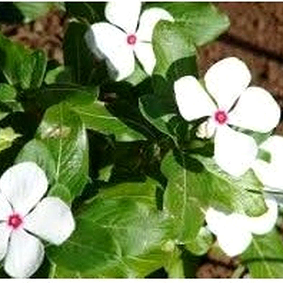 Organic White Catharanthus Flower Seeds for Planting [neera-v5-9ee51d68ca3d3dc6eed0]