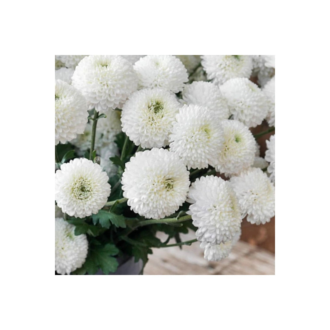 Chrysanthemum Chrysanthemum Morifolium Flower For Planting In Home Garden Beds Backyard [neera-v5-9eec580beae14cf1e9b1]