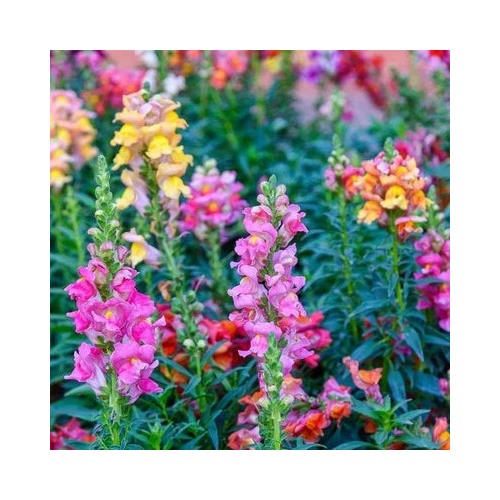 Tetra Snapdragon Antirrhinum Majus Flowers Usa Fast Ship Heirloom Non Gmo Easy To Grow Annual [neera-v5-9eee4d1ac47a48f36068]