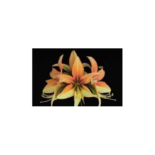 Orange-Green Hippeastrum Flower Seeds [neera-v5-9eefe6429a71d6352fec]