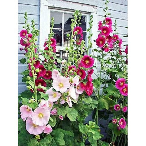 Mixed Hollyhock Flower Seeds [neera-v5-9ef02bf3824197baefbd]