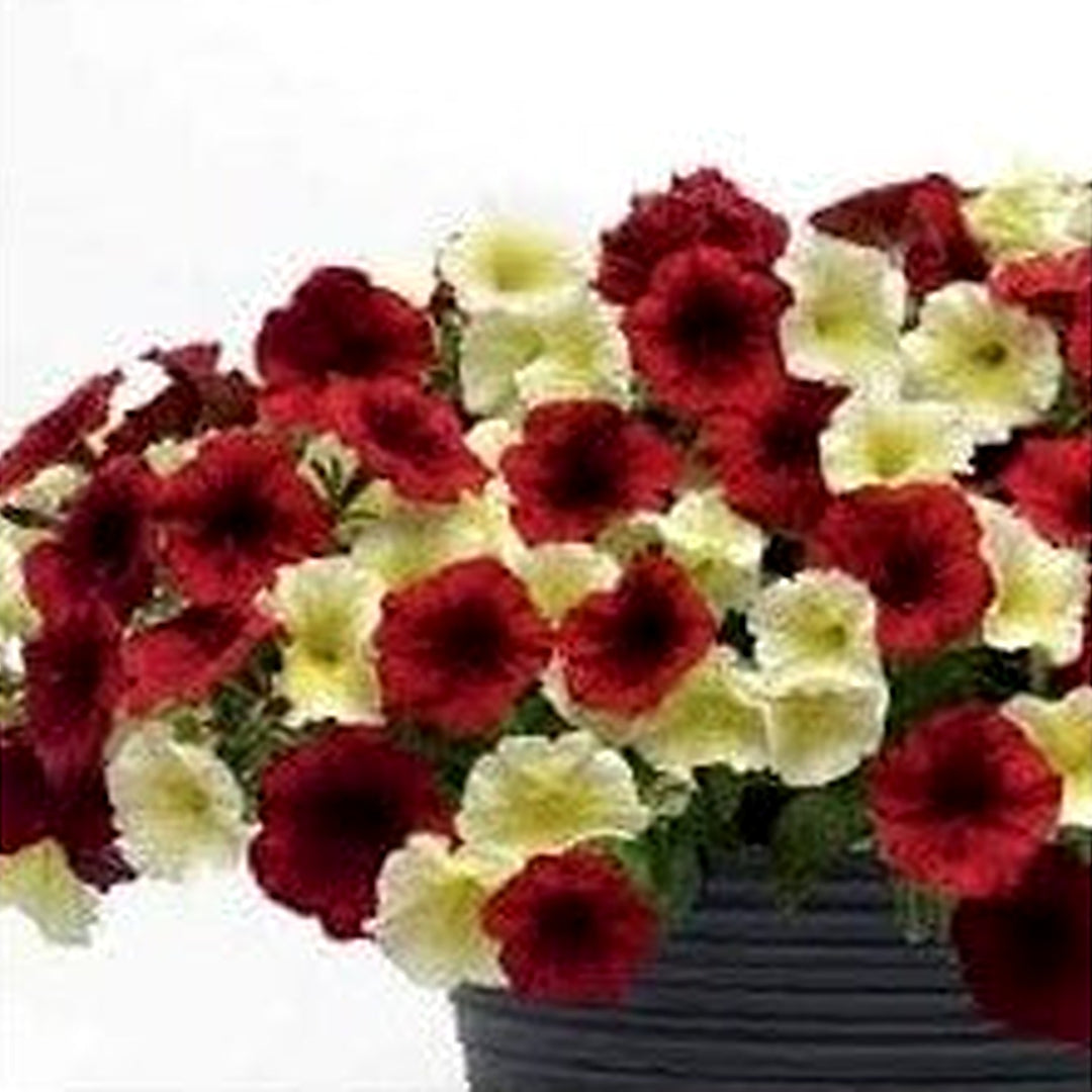 Red Yellow Petunia Flower Seeds for Planting [neera-v5-9f1b9ad1f8174e2c2d3c]