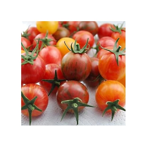 Mixed Red Tomato Seeds for Planting [neera-v5-9f25f11ddf10716cb2d2]