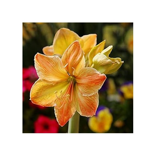 Light Yellow Hippeastrum Flower Seeds for Planting [neera-v5-9f26f60537160a3f89ed]