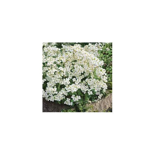 Snow Peak Rock Cress Flower Seeds [neera-v5-9f29a4ee791b739755b2]