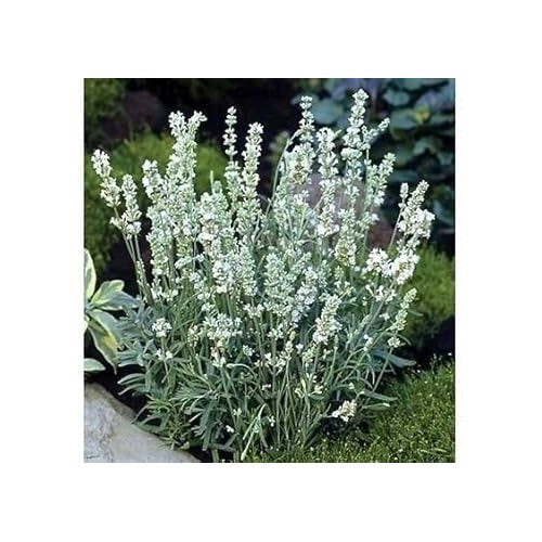Heirloom Non-GMO White Lavender Seeds for Planting [neera-v5-9f2a426cff27d2b067df]