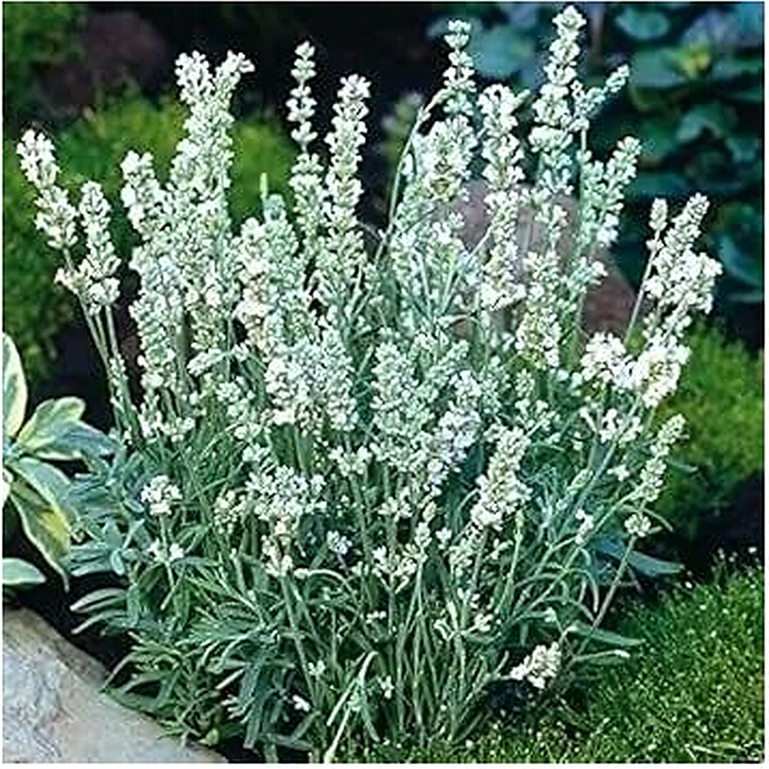 White Ellagance Snow Plant For Planting Non Gmo Flower Seeds for Home Garden Planting, Blooming [neera-v5-9f2d03487d0b07ad1dda]