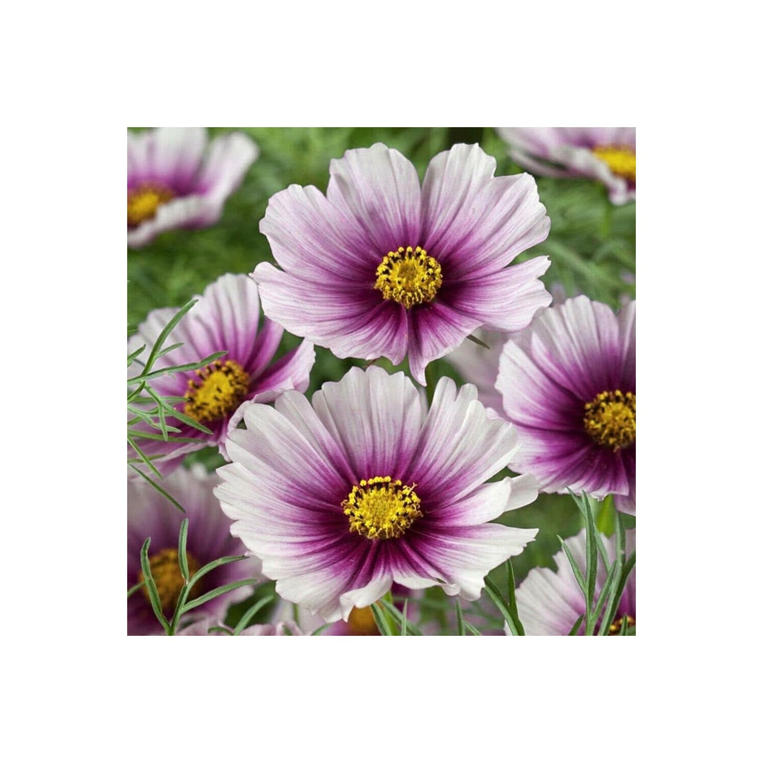 Cosmos Daydream Cosmos Bipinnatus Flower For Balcony Pots And Seasonal Planting Flower Seeds for [neera-v5-9f2e7aaa7211a54cb9ad]