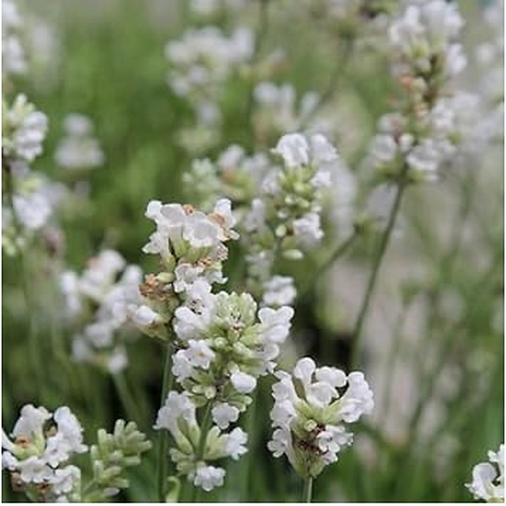 Non-GMO White Provence Lavender Flower Seeds for Planting [neera-v5-9f48c3d7b6c8754982de]